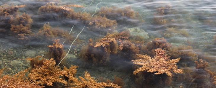 海藻面膜的使用方法