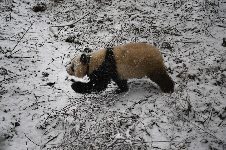 开云app苹果下载-多家银行下调存款利率