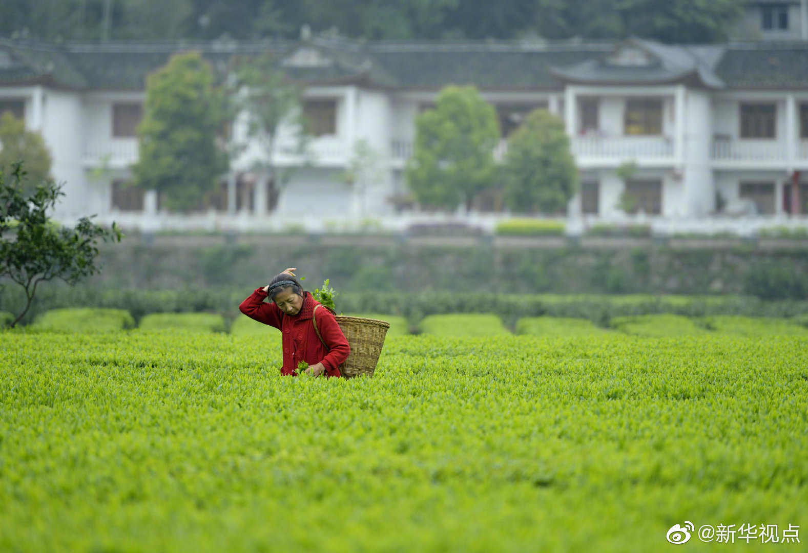 竞博app下载地址相关推荐1