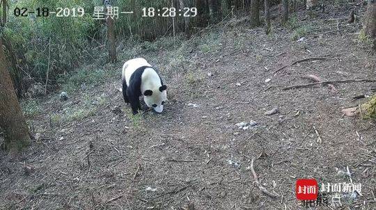 星空网页版在线登陆-男子杀妻抛尸四川警方天破案