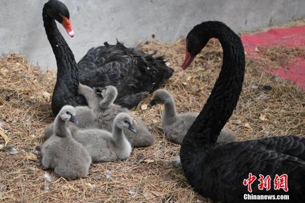 澳门平台app下载相关推荐10