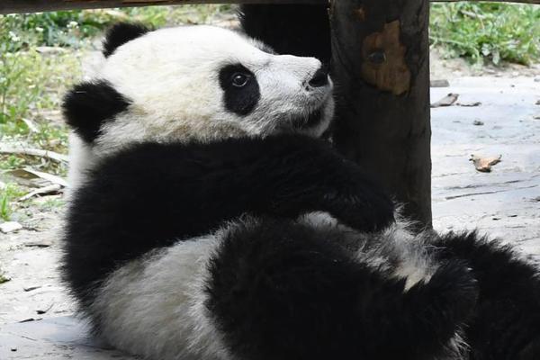 英亚体育手机app下载-当星穹铁道的开拓者解锁所有命途后，实力定位有多强
？