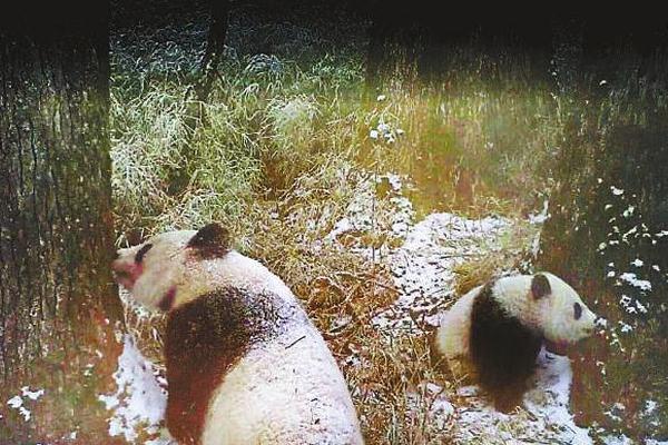 开云电子娱乐-胡锡进希望社会给虐猫考生其他通道