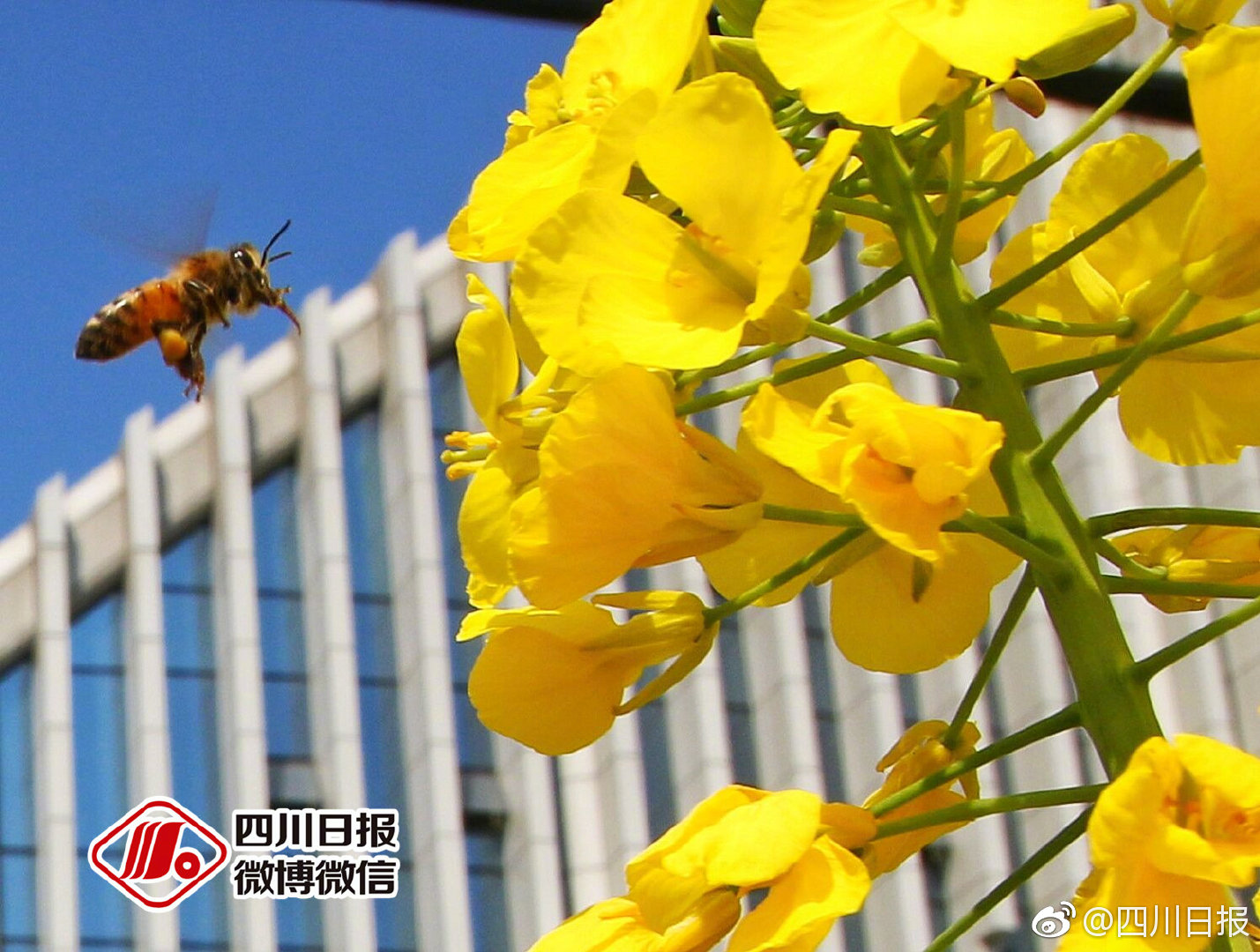 三亿体育娱乐网站-奔流｜陈家泠：祝中法友谊如瓷般坚硬、陶般真诚