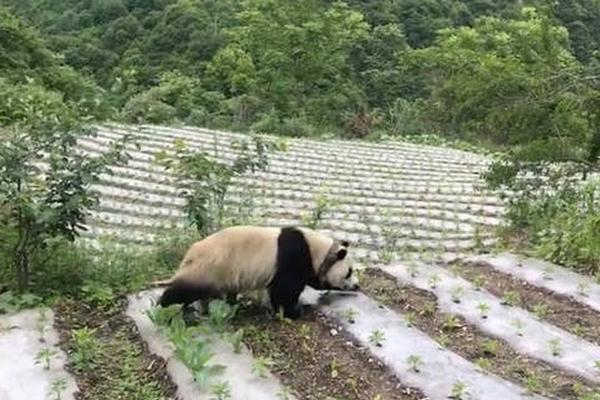 下载app安装-习近平会见越南国会主席王庭惠