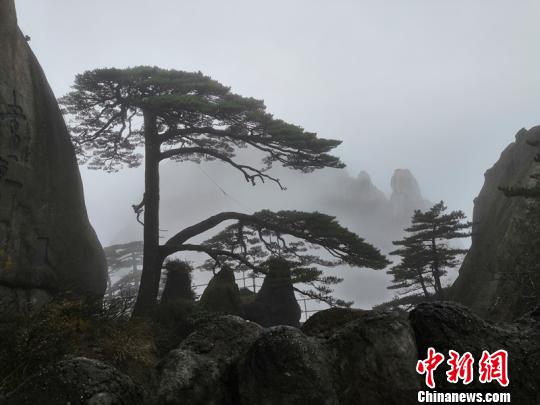 澳门官方平台-重逢：大熊猫“香香”云连线暨粉丝分享会将于明日在中日两国举行