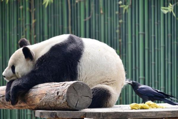 澳门葡萄京下载