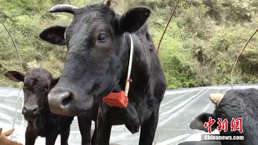 乐鱼在线登录平台相关推荐7