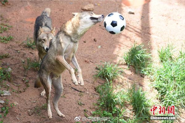 澳门网下载