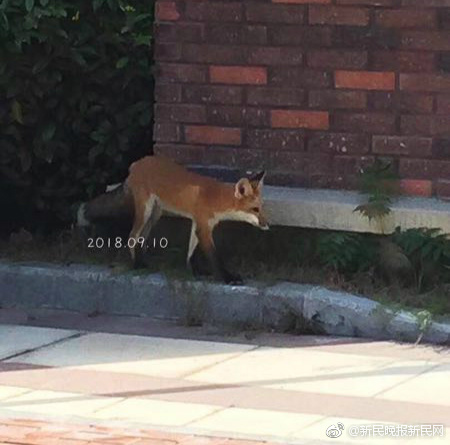 欧帝体育app下载-共享单车节假日“悄悄”涨价？企业：假期运维成本上涨