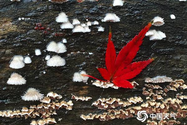 盈彩在线官网-低龄未成年人严重暴力犯罪可通过核准追诉依法追究刑责，专家解读