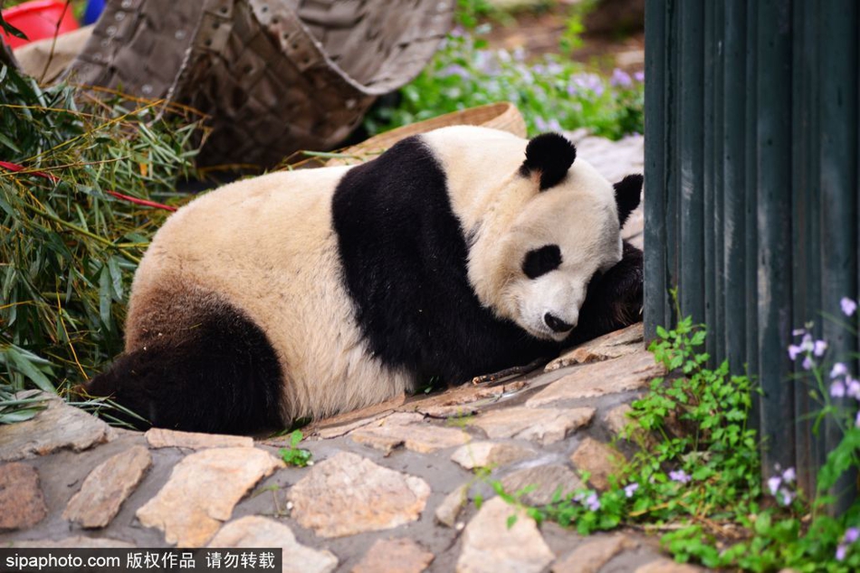 开云app苹果下载-数学虐我千百遍