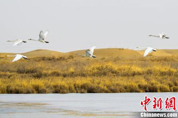 金狮贵宾线路检测