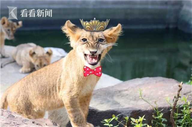 金鼎娱乐最新官方网址-江西师大男学生虐猫