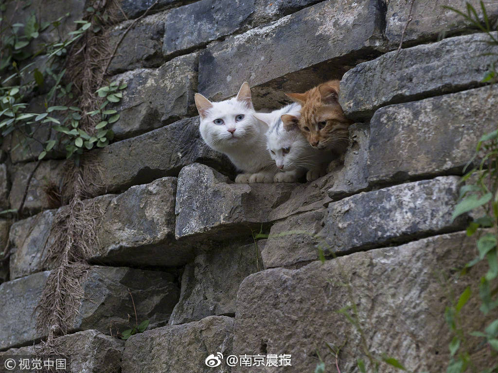 开云体验app官方入口-江西师大男学生虐猫