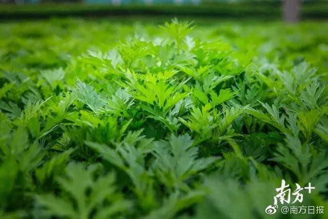 半岛网页版登录入口-如何把五千年的东方文化装进一个盒子里？