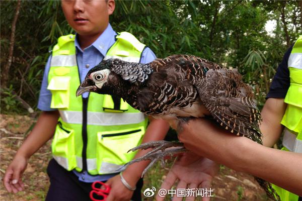 半岛体肓综合下载相关推荐10