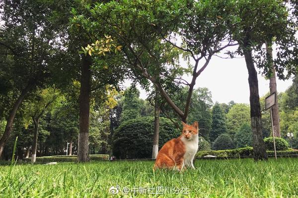 开云官方在线入口