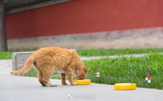 买球赛的网站-虐猫考生未被兰州大学录取