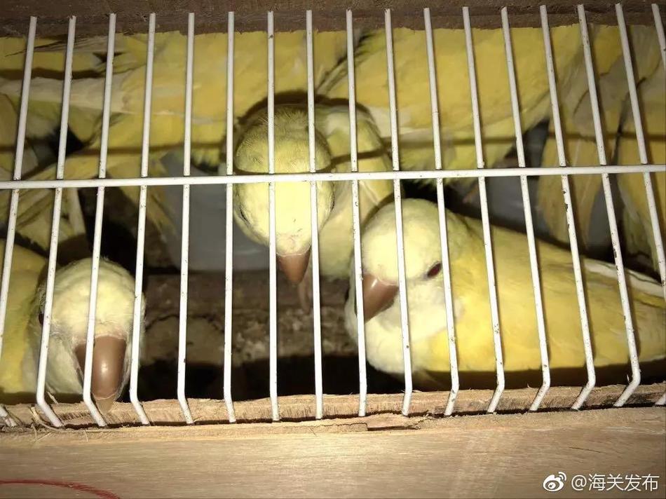 开云综合体育app下载-开云综合体育app下载