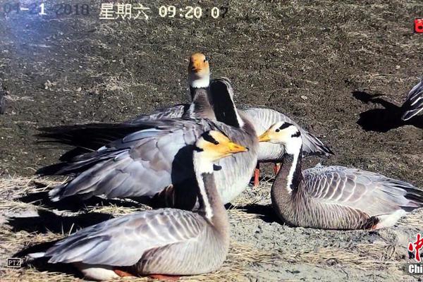 星空体育综合app下载相关推荐4