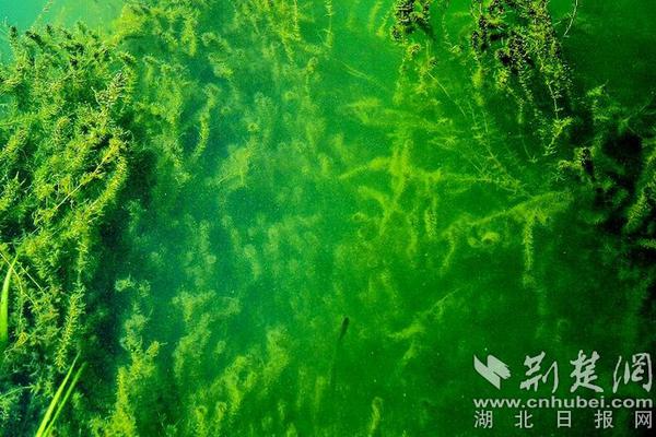 永利官网总站-永利官网总站