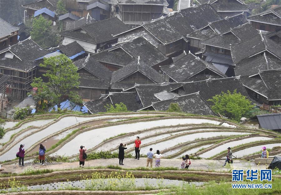 半岛网页版登录入口-据说每挖出一棵五指毛桃 世界上就会少一只鸡
！【主播说三农】