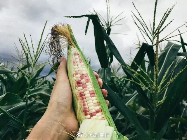 半岛在线体育网-突然发现职位越高的人越爱上班