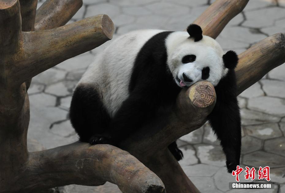 必一运动b官网-布朗尼宣布参加选秀
，詹姆斯父子同台竞技就在今年？