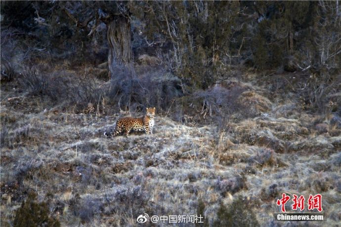 金狮贵宾线路检测-金狮贵宾线路检测