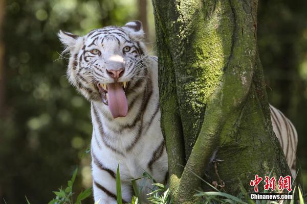 开云最新版app下载相关推荐4