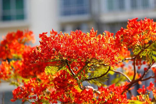 英亚体育手机app下载-胡锡进希望社会给虐猫考生其他通道