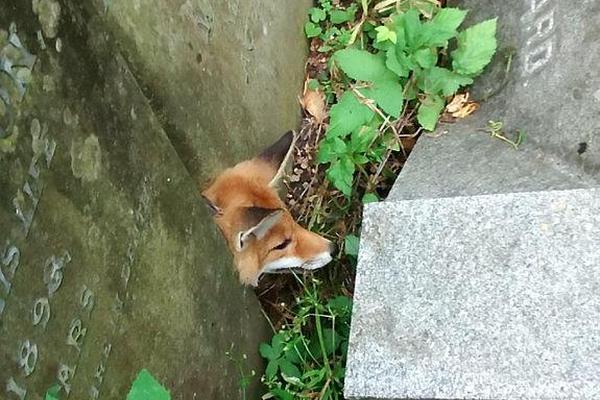 半岛电竞官网-黎川境内高速路段18连撞
？假的