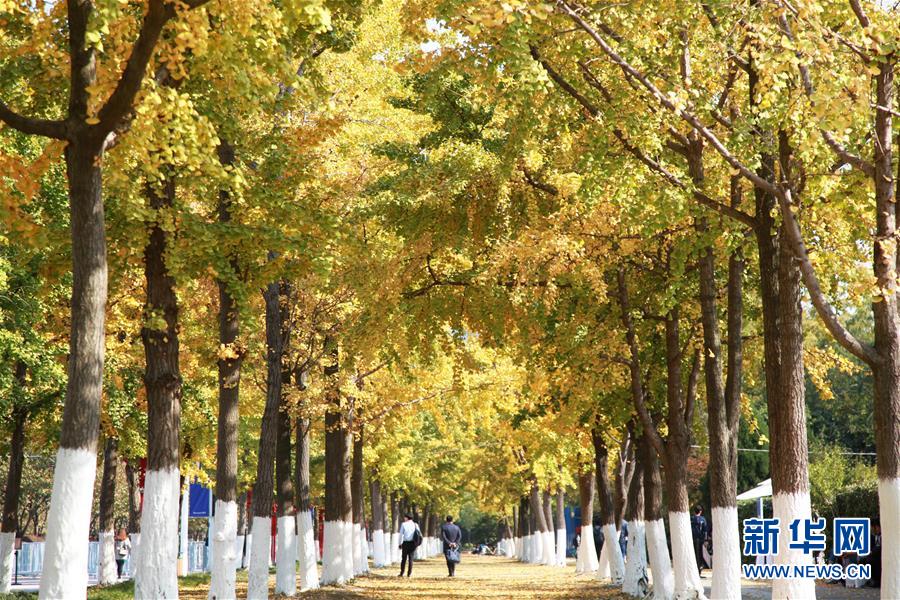 星空网页版在线登陆-庆余年