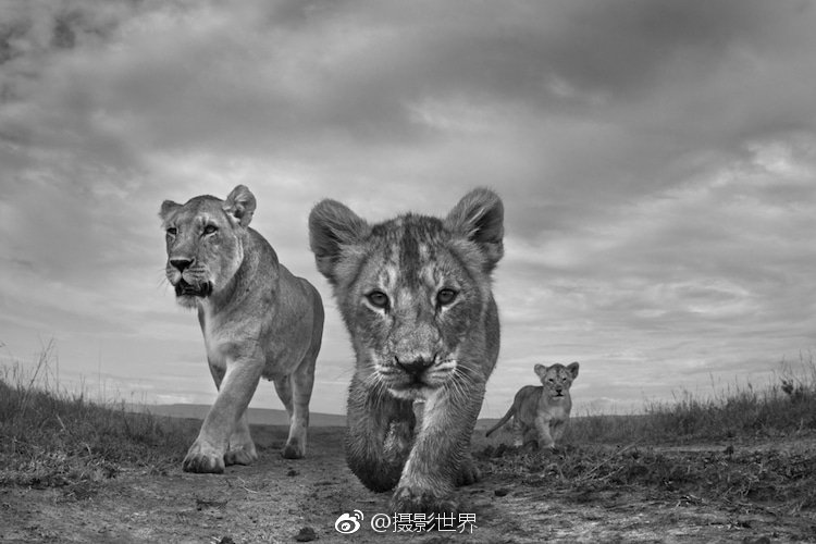 大阳城娱乐游戏-当星穹铁道的开拓者解锁所有命途后�，实力定位有多强�？