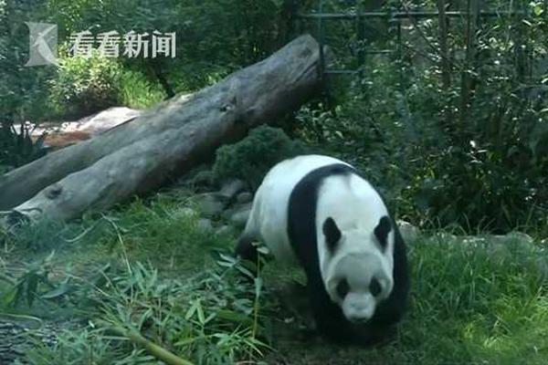 开云电子娱乐-江西师大男学生虐猫