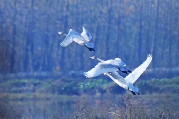 大阳城43335集团娱乐免费-年轻人回县城开咖啡馆日入5万