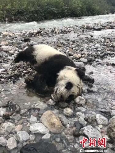 亚星会员登录入口-浙大研发全地形履带无人车 “一口气”能爬八层楼