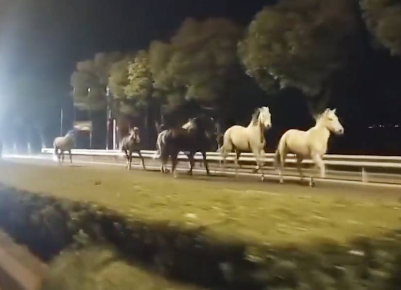 乐鱼官方在线登录-女子因蒜苗被轧怒砸奔驰车，河南警方：双方就财产损失达成谅解