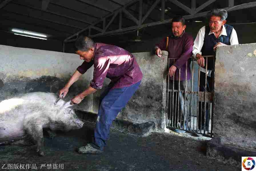 欧博app平台-江西师大男学生虐猫