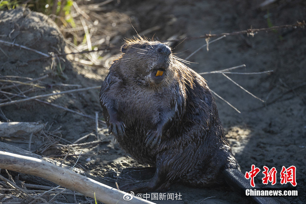 乐鱼在线登录平台-乐鱼在线登录平台