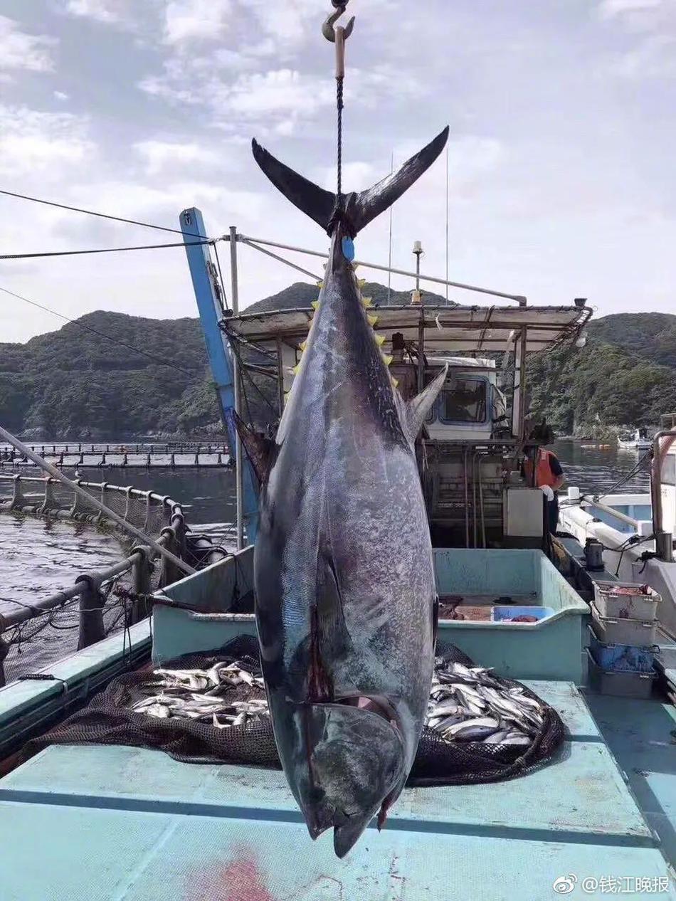 kok电竞首页相关推荐8