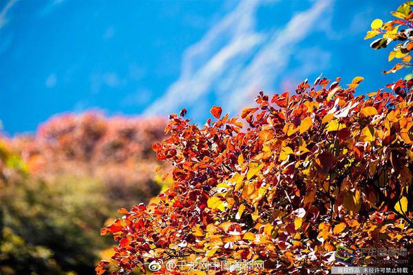 半岛星空体育-自然界中有哪些紫色的花朵	？