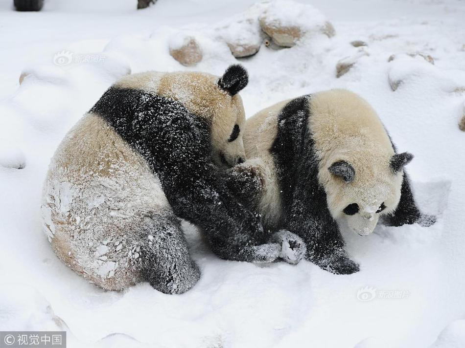 天博综合体育app下载ios-暴雪国服本周或将回归