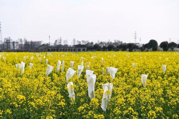 银河游戏娱乐登录-印度已从马尔代夫撤离所有军事人员