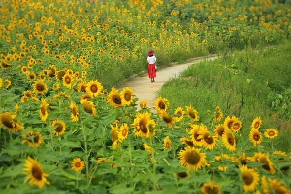 火博游戏平台-清华、天大、复旦等国内各大高校的春日美景陆续进入最佳观赏期
，你手机里有哪些「美得不可思议」的春景�？