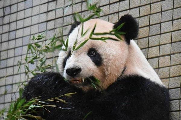 bob客户端-可以分享一张小猫奔向你的照片吗	？