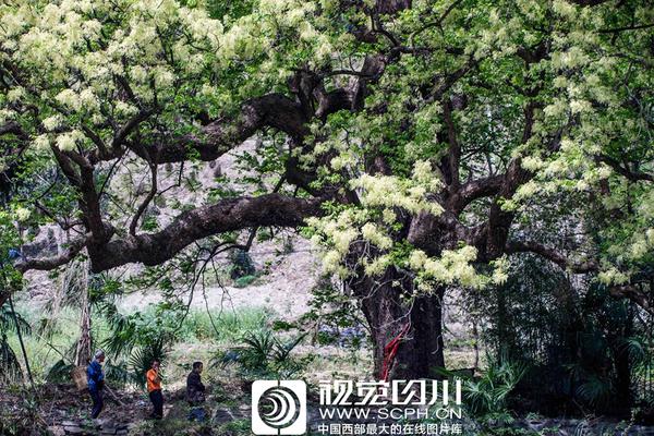 乐鱼官网开户-女子因蒜苗被轧怒砸奔驰车，河南警方	
：双方就财产损失达成谅解