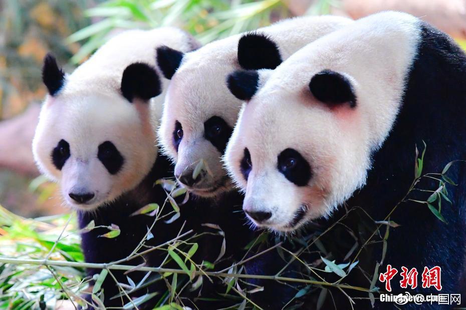 九州平台娱乐网-身材不好也不影响穿搭
！学会这3种藏肉显瘦的穿法	，时尚精致