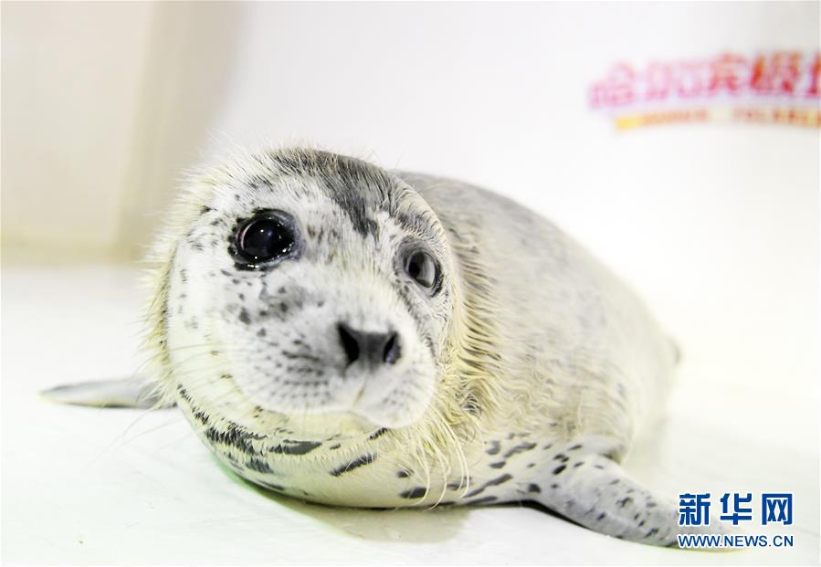 kok电竞首页-兰大核学院公布研究生调剂拟录取名单，虐猫考生未在其中�，如何看待把个人品行纳入研究生复试标准？